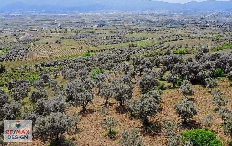 Remax Design Pamukova'da Resmi Yolu Olan , Manzaralı Zeytinlik - Görsel 6