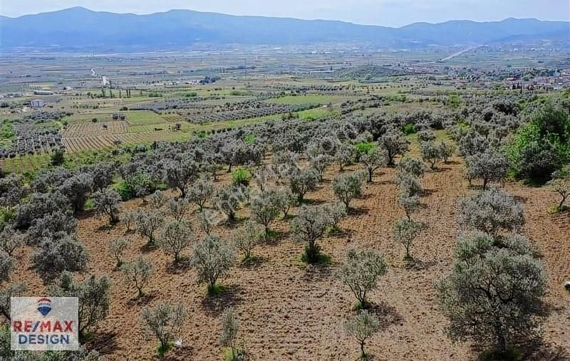 Remax Design Pamukova'da Resmi Yolu Olan , Manzaralı Zeytinlik - Görsel 11