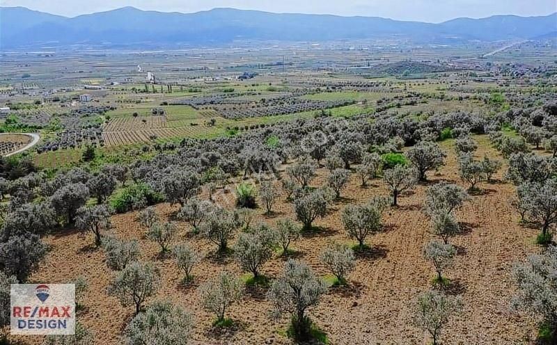 Remax Design Pamukova'da Resmi Yolu Olan , Manzaralı Zeytinlik - Görsel 7