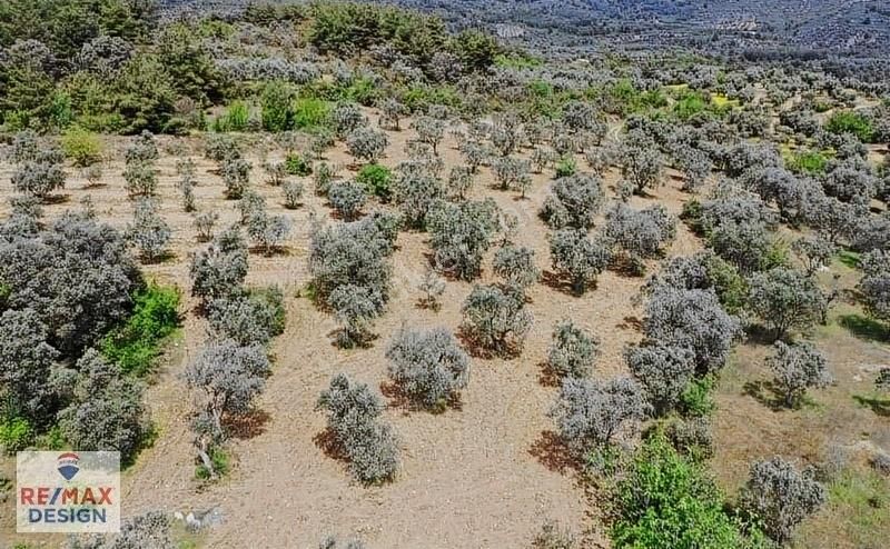 Remax Design Pamukova'da Resmi Yolu Olan , Manzaralı Zeytinlik - Görsel 16