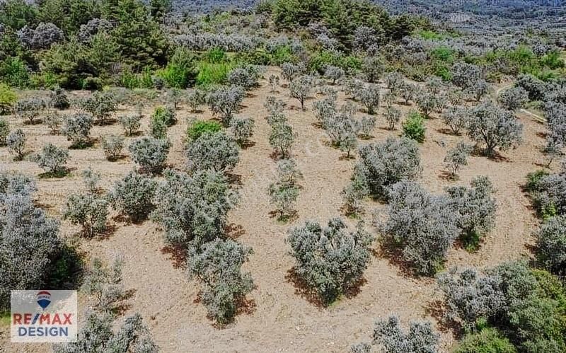 Remax Design Pamukova'da Resmi Yolu Olan , Manzaralı Zeytinlik - Görsel 4