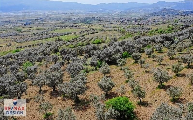 Remax Design Pamukova'da Resmi Yolu Olan , Manzaralı Zeytinlik - Görsel 10
