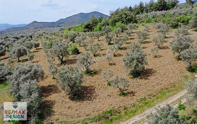 Remax Design Pamukova'da Resmi Yolu Olan , Manzaralı Zeytinlik - Görsel 5