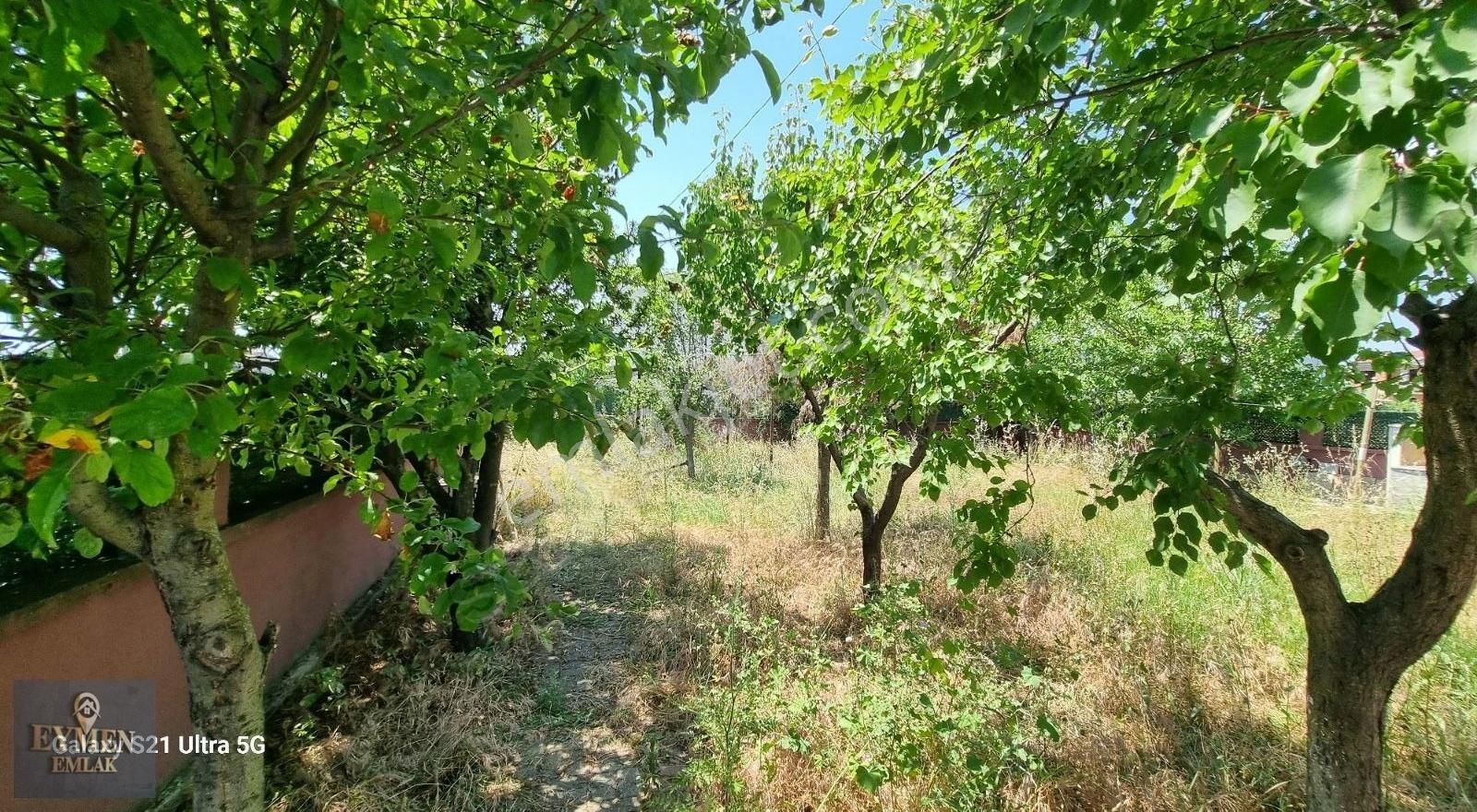 Köşe Başında Bahçe Duvarlı Meyve Ağaçları Ve Kamelyalı Arsa - Görsel 10