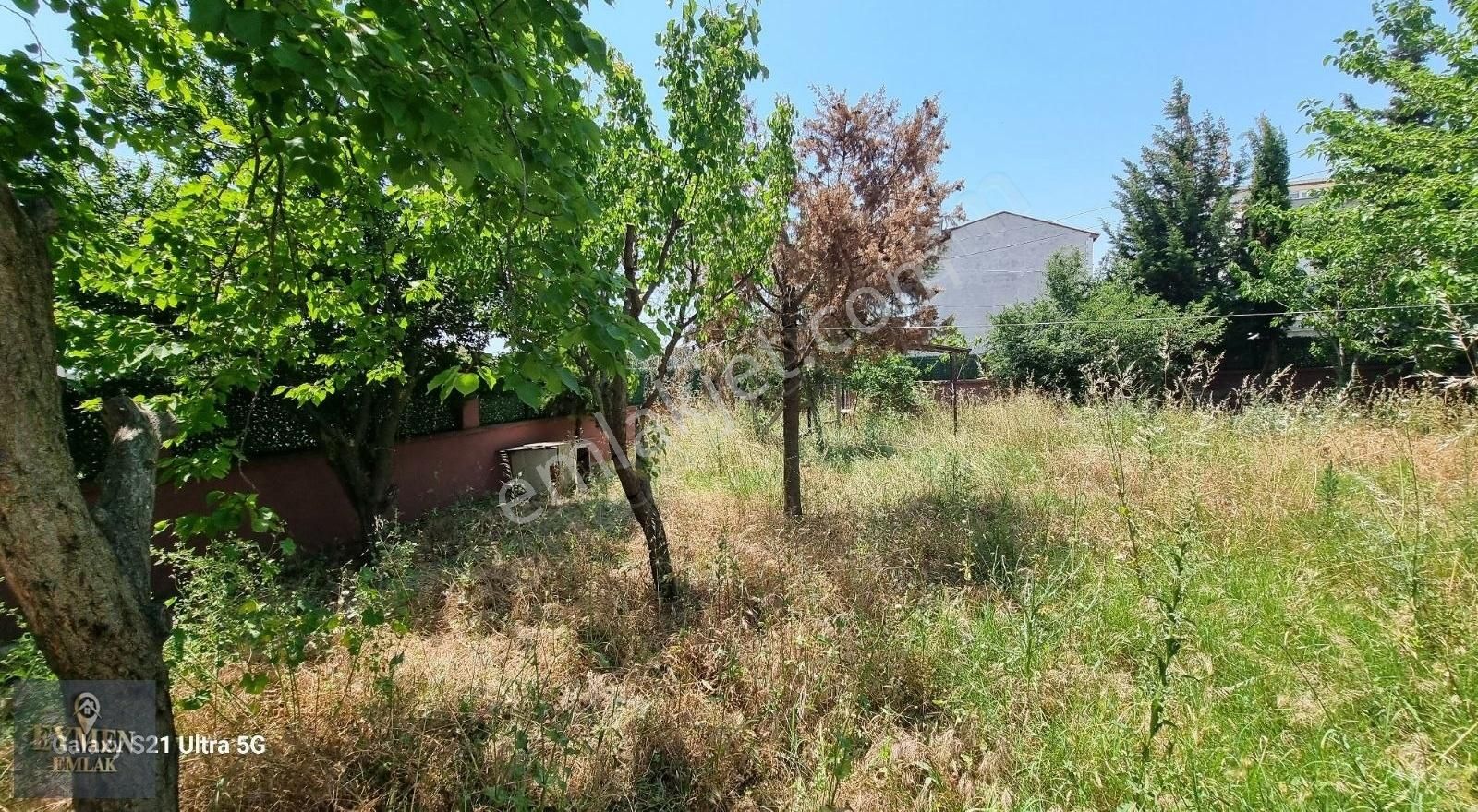 Köşe Başında Bahçe Duvarlı Meyve Ağaçları Ve Kamelyalı Arsa - Görsel 12
