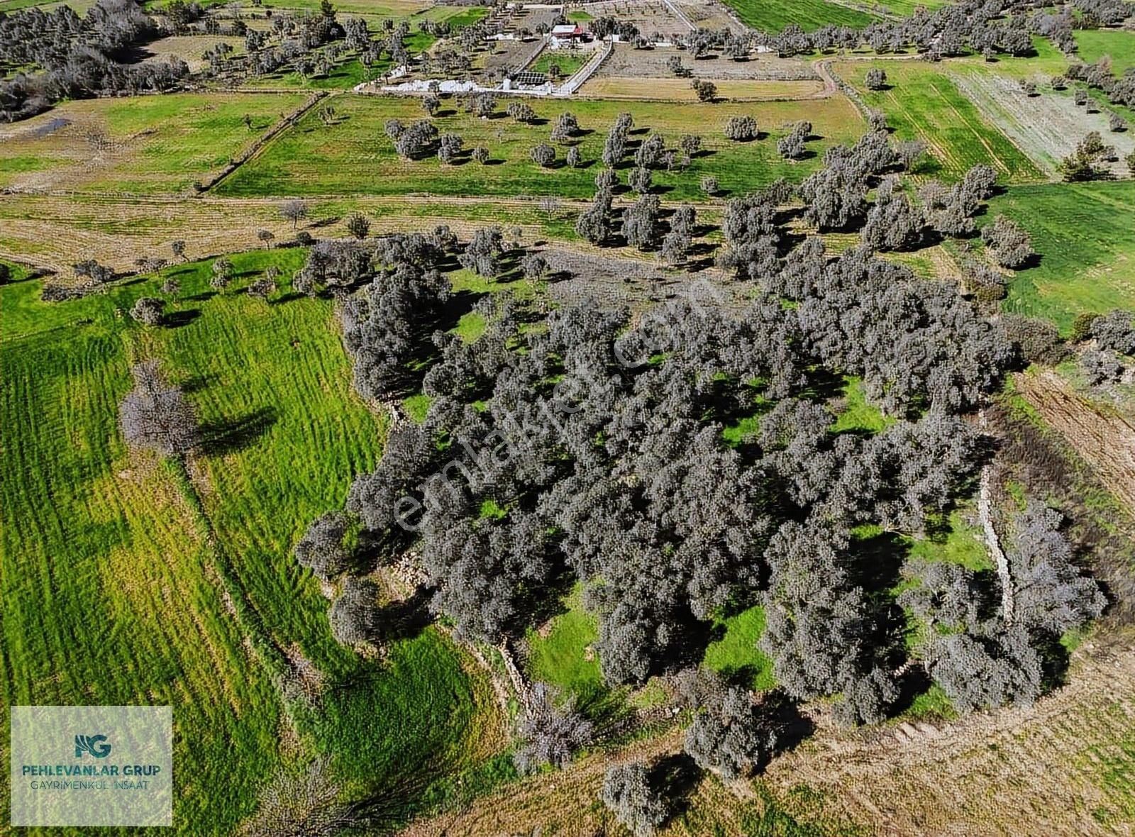 Milas Kısırlar Da Uygun Fırsatlı Kısa Süreli Zeytinli Tarla - Görsel 14