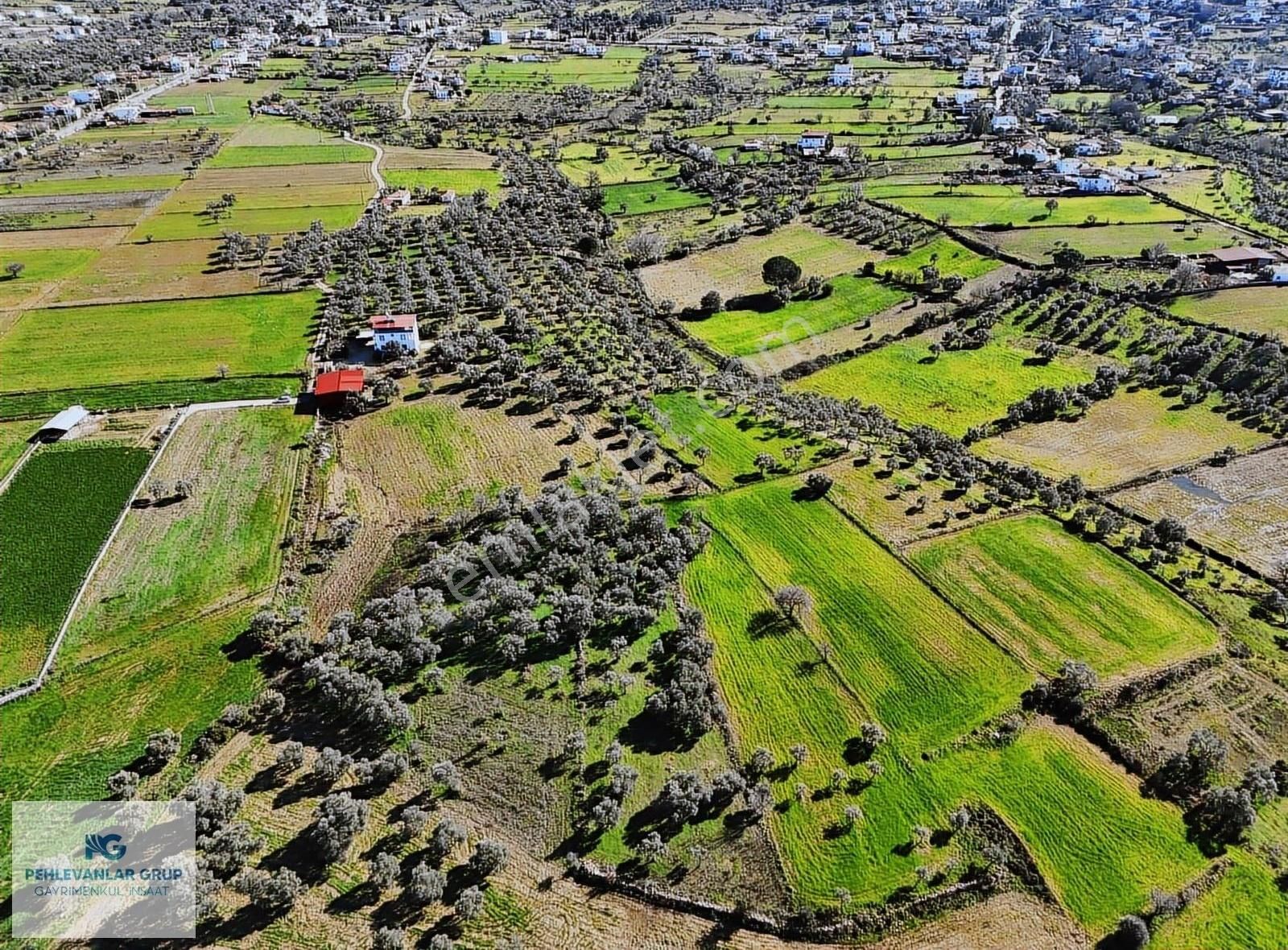 Milas Kısırlar Da Uygun Fırsatlı Kısa Süreli Zeytinli Tarla - Görsel 11