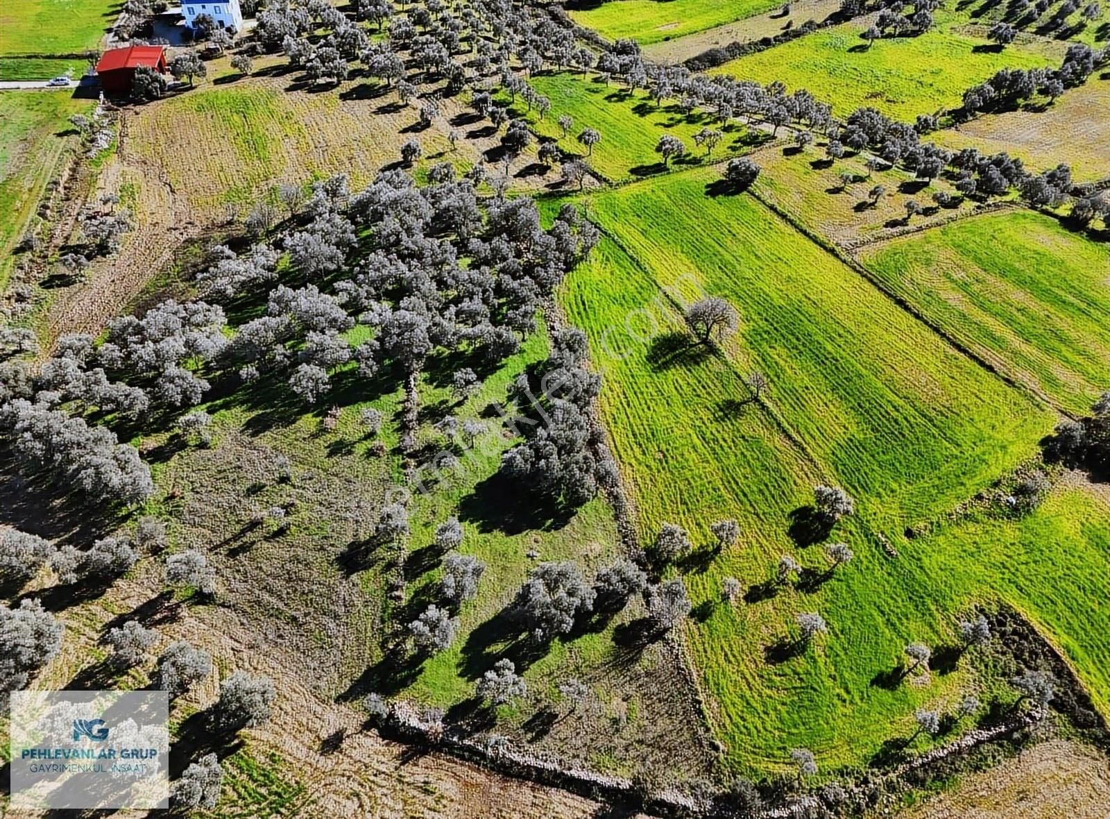 Milas Kısırlar Da Uygun Fırsatlı Kısa Süreli Zeytinli Tarla - Görsel 9