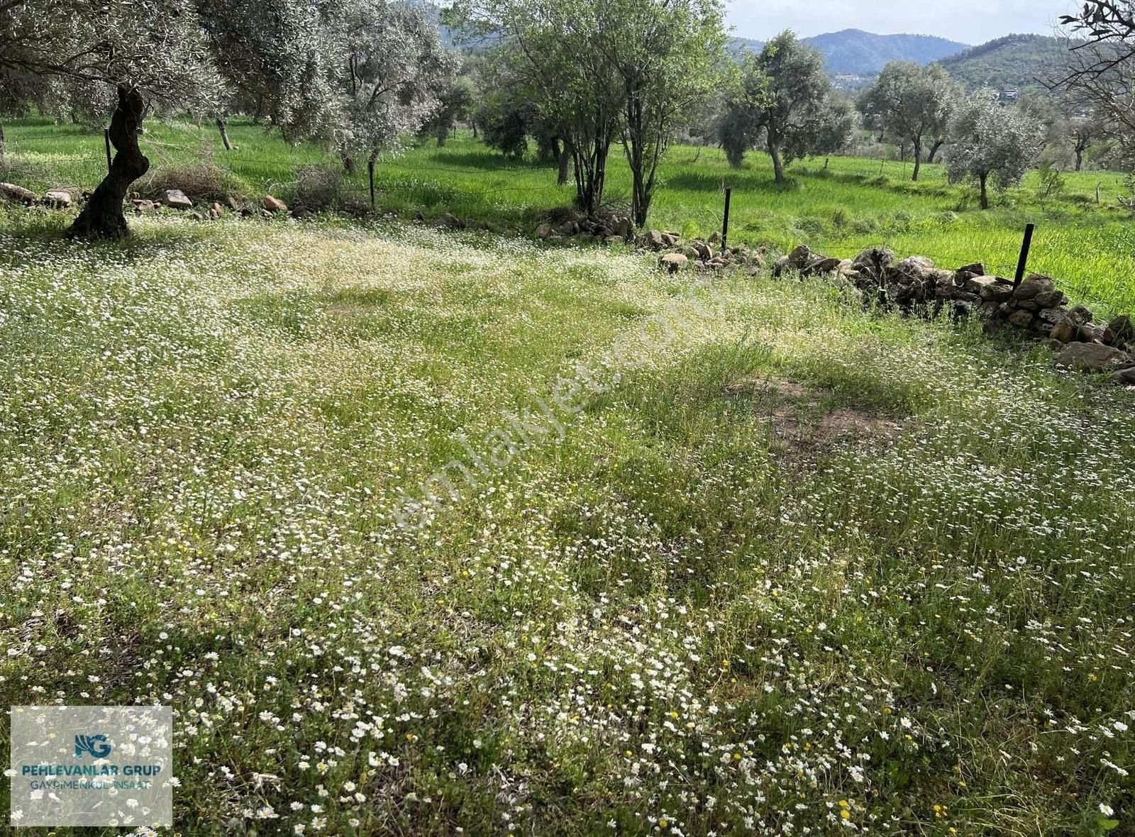 Milas Kısırlar Da Uygun Fırsatlı Kısa Süreli Zeytinli Tarla - Görsel 4