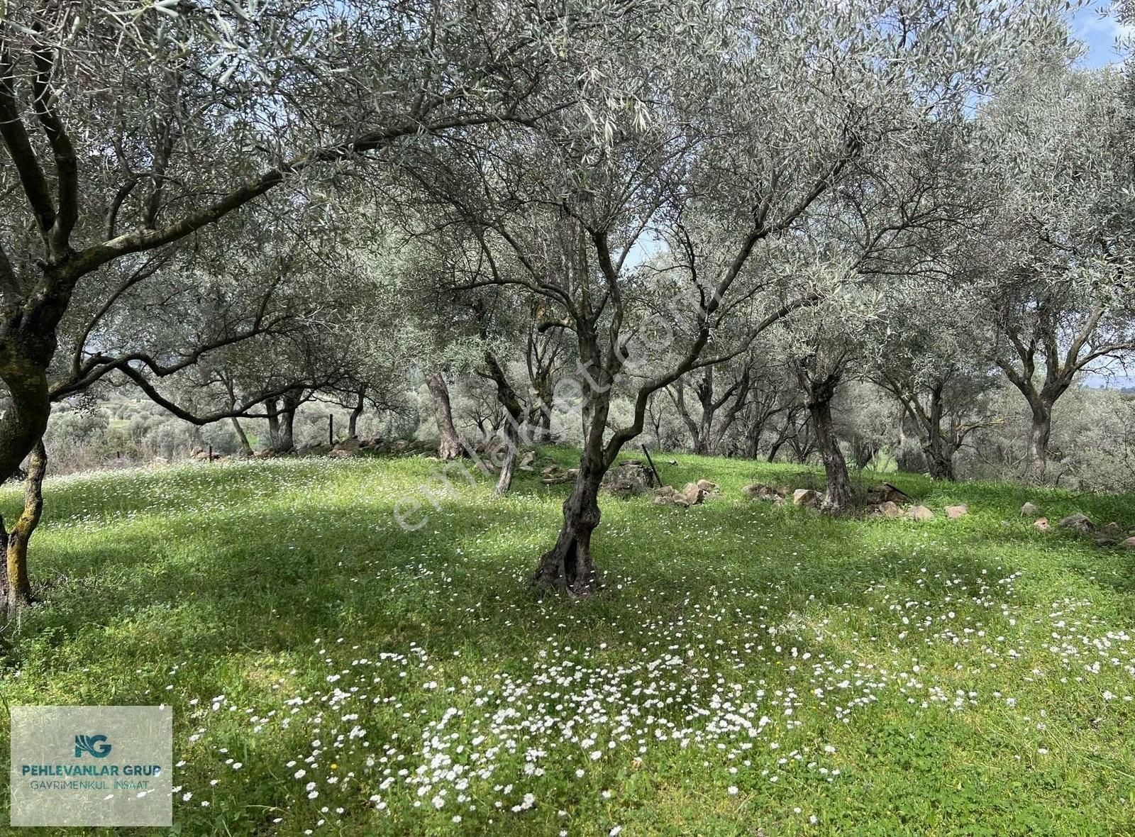 Milas Kısırlar Da Uygun Fırsatlı Kısa Süreli Zeytinli Tarla - Görsel 31