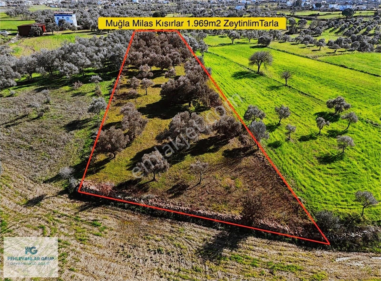 Milas Kısırlar Da Uygun Fırsatlı Kısa Süreli Zeytinli Tarla - Görsel 30