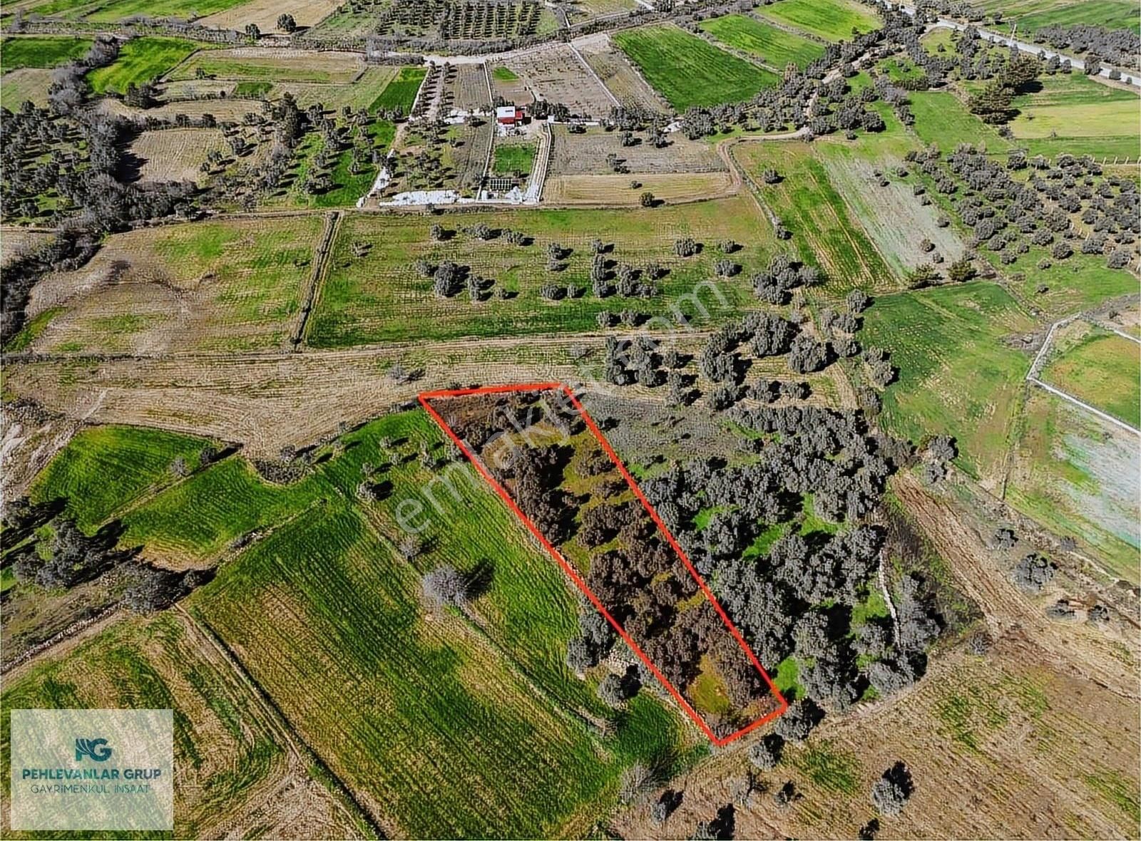 Milas Kısırlar Da Uygun Fırsatlı Kısa Süreli Zeytinli Tarla - Görsel 7