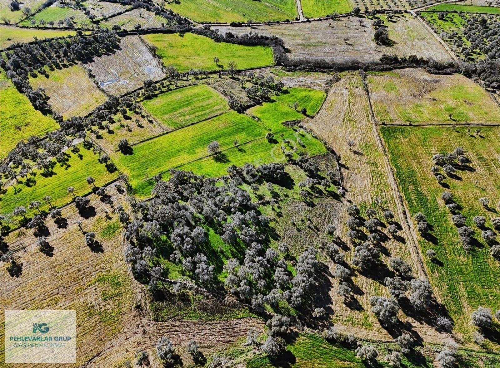 Milas Kısırlar Da Uygun Fırsatlı Kısa Süreli Zeytinli Tarla - Görsel 28