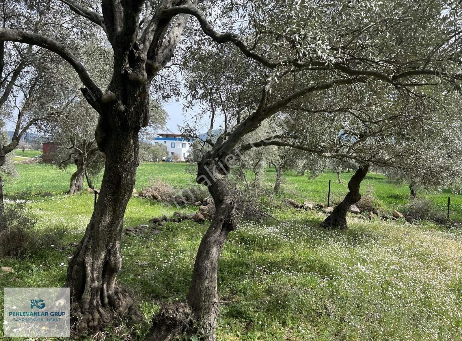 Milas Kısırlar Da Uygun Fırsatlı Kısa Süreli Zeytinli Tarla - Görsel 20