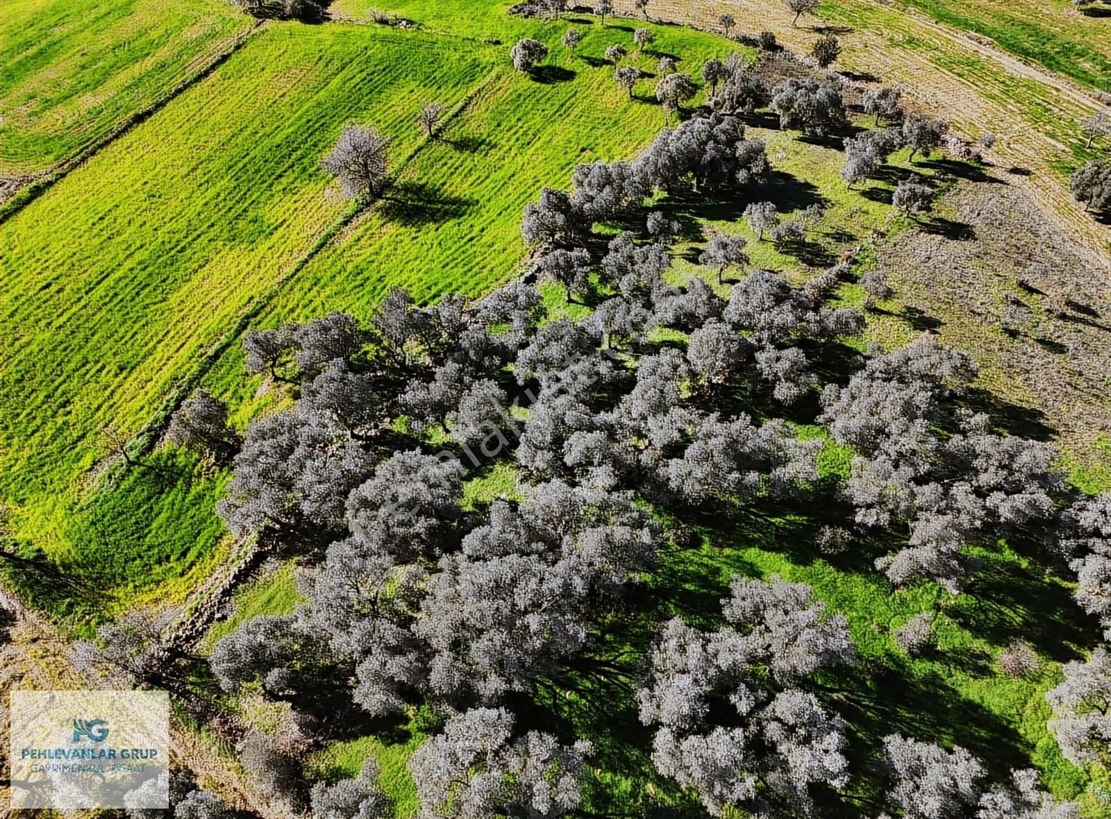 Milas Kısırlar Da Uygun Fırsatlı Kısa Süreli Zeytinli Tarla - Görsel 21