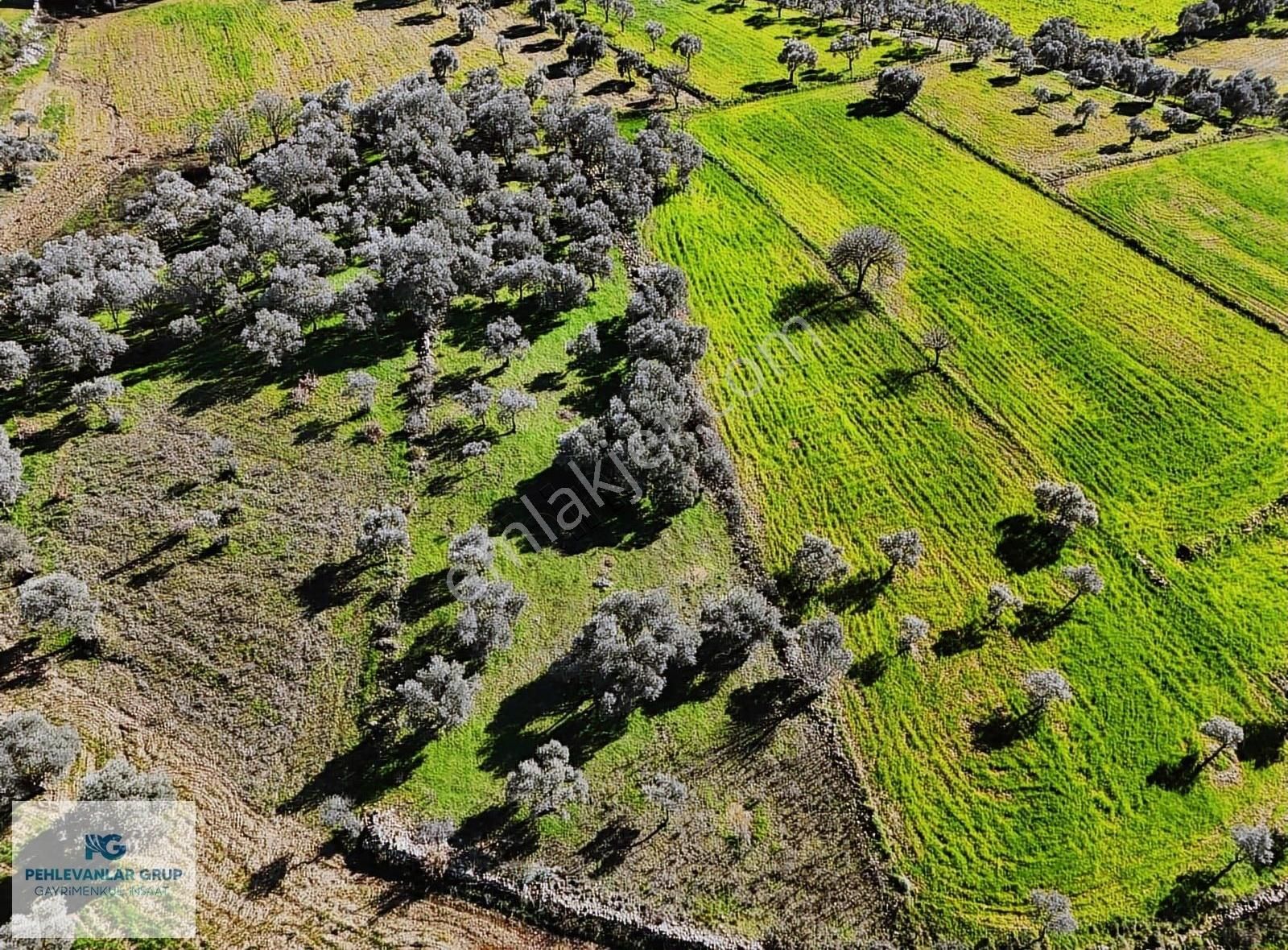 Milas Kısırlar Da Uygun Fırsatlı Kısa Süreli Zeytinli Tarla - Görsel 5