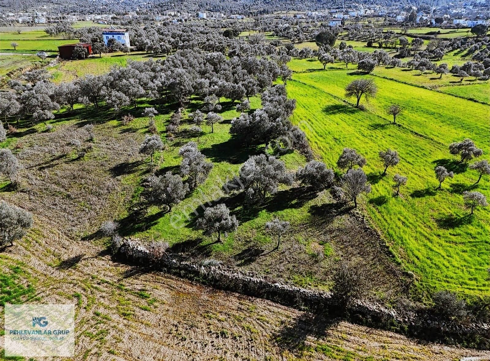 Milas Kısırlar Da Uygun Fırsatlı Kısa Süreli Zeytinli Tarla - Görsel 26