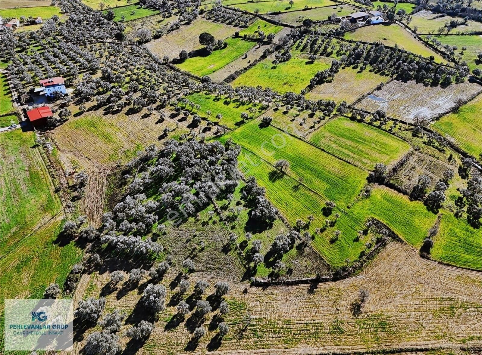 Milas Kısırlar Da Uygun Fırsatlı Kısa Süreli Zeytinli Tarla - Görsel 17