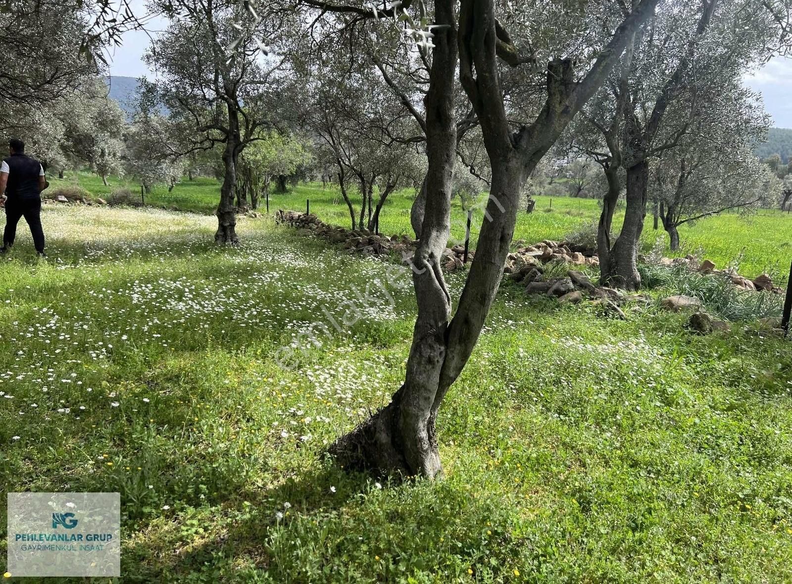 Milas Kısırlar Da Uygun Fırsatlı Kısa Süreli Zeytinli Tarla - Görsel 2