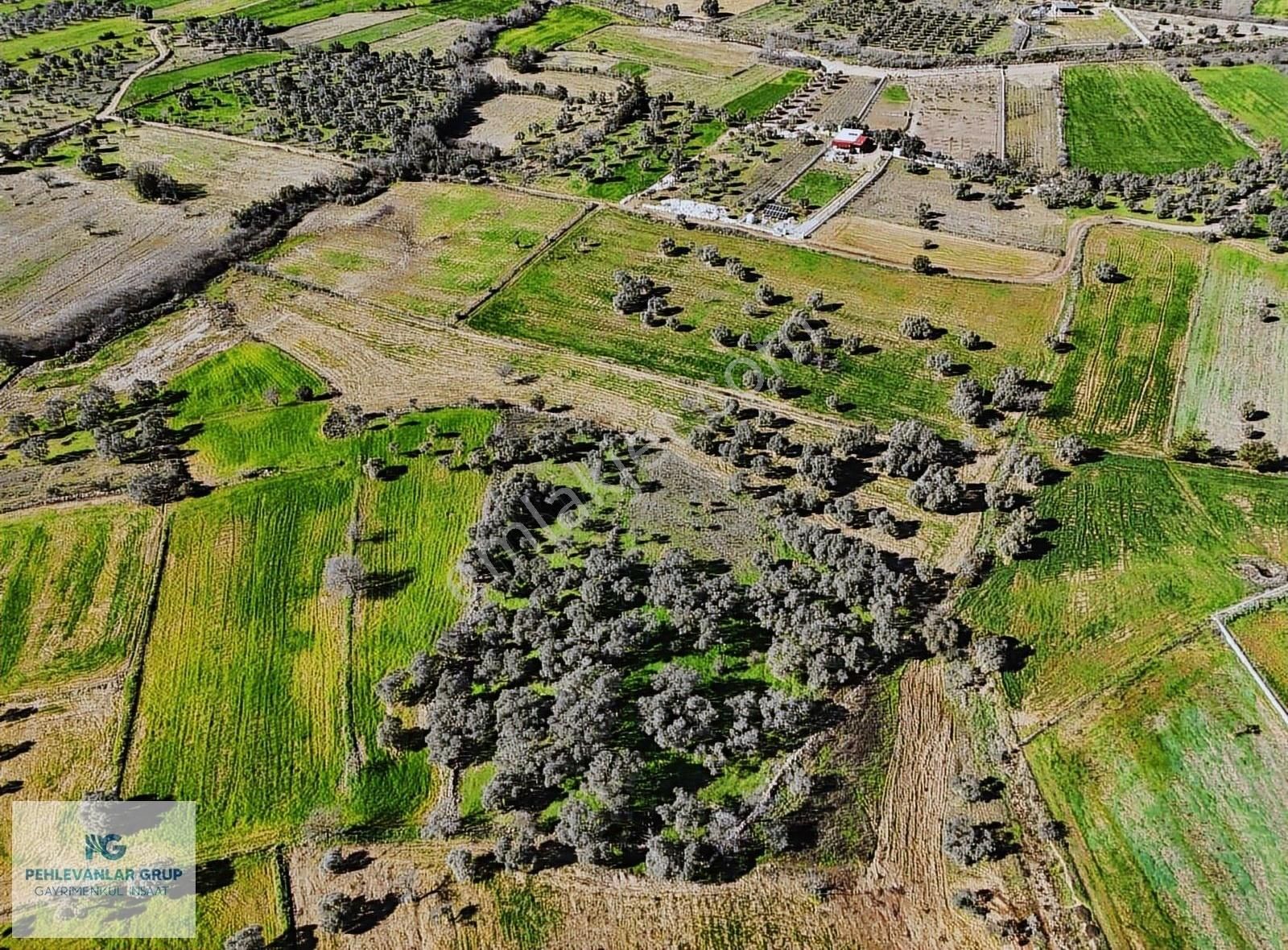 Milas Kısırlar Da Uygun Fırsatlı Kısa Süreli Zeytinli Tarla - Görsel 18
