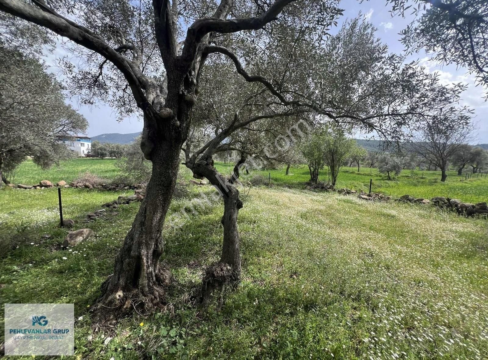 Milas Kısırlar Da Uygun Fırsatlı Kısa Süreli Zeytinli Tarla - Görsel 15