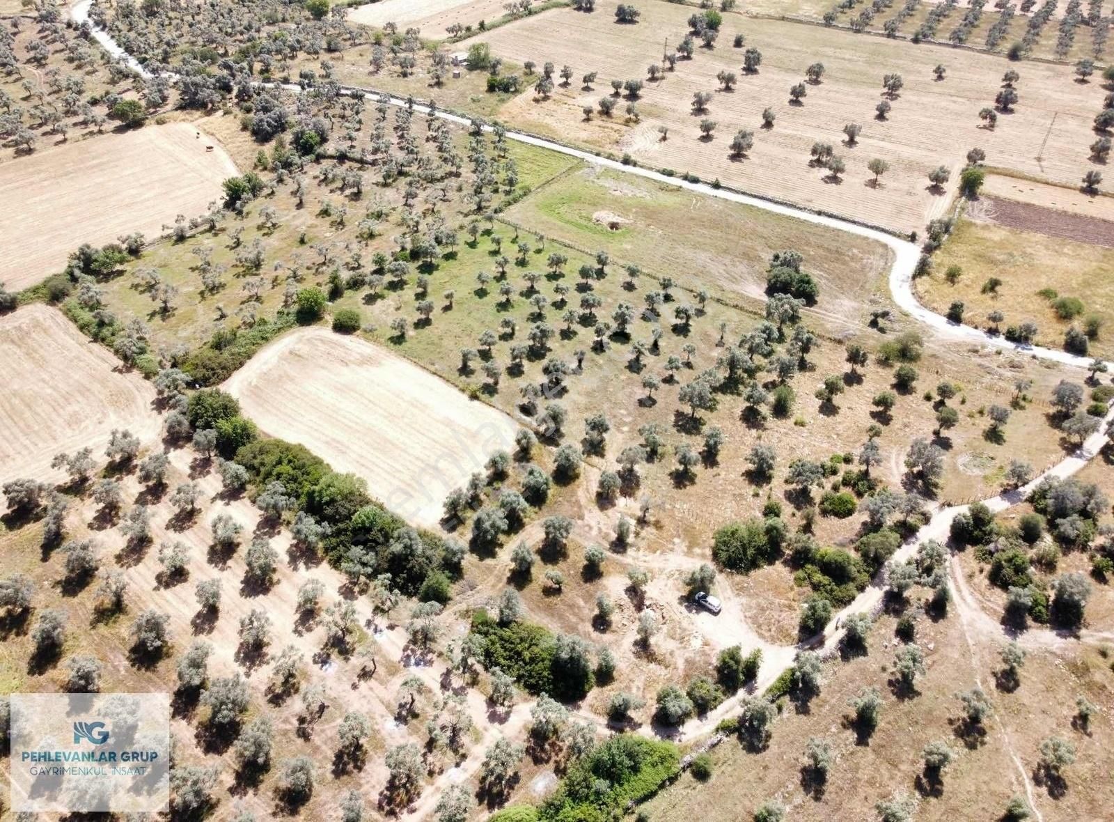 Milas Kazıklı Da Denize Yakın Asfalt Yola Sıfır Satılık Arazi - Görsel 16