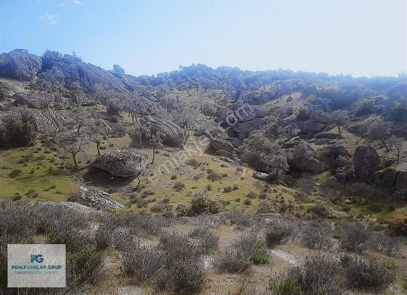 Milas Sınırı Karpuzlu'da Fırsat Fiyata Satılık Büyük Zeytinlik - Görsel 15