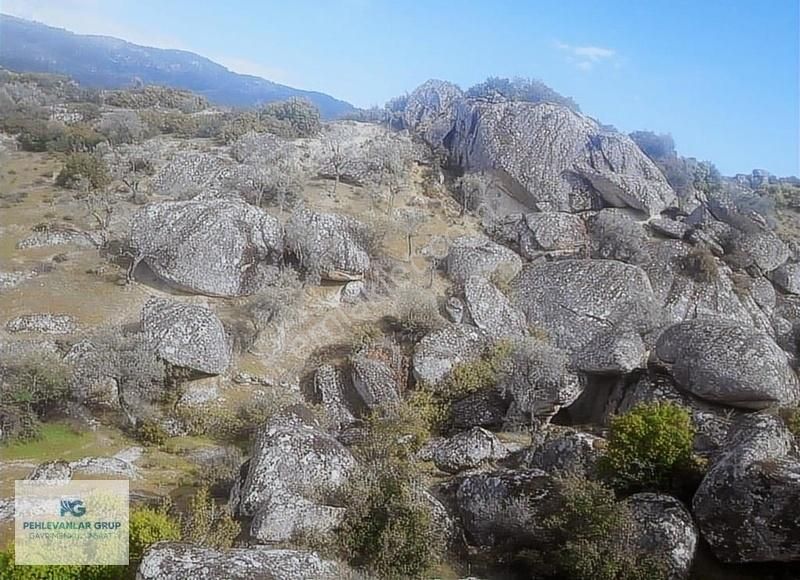 Milas Sınırı Karpuzlu'da Fırsat Fiyata Satılık Büyük Zeytinlik - Görsel 4