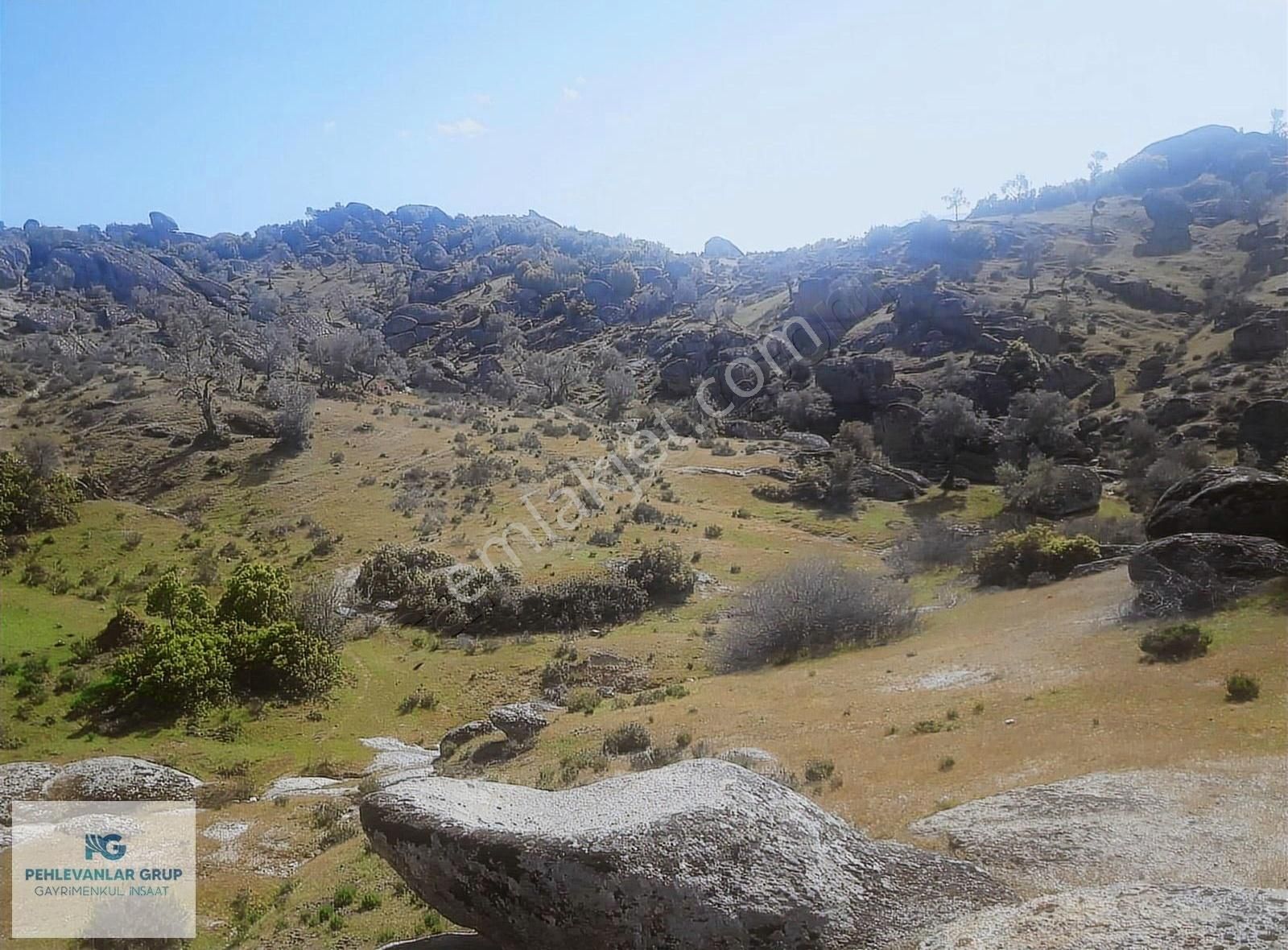 Milas Sınırı Karpuzlu'da Fırsat Fiyata Satılık Büyük Zeytinlik - Görsel 16