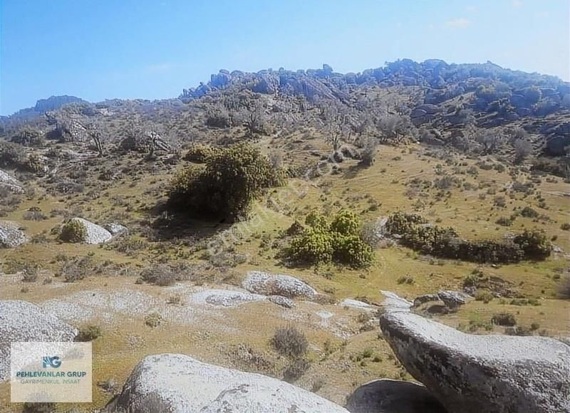 Milas Sınırı Karpuzlu'da Fırsat Fiyata Satılık Büyük Zeytinlik - Görsel 6