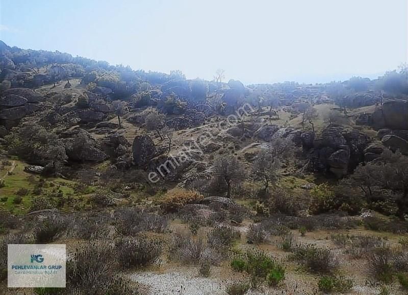 Milas Sınırı Karpuzlu'da Fırsat Fiyata Satılık Büyük Zeytinlik