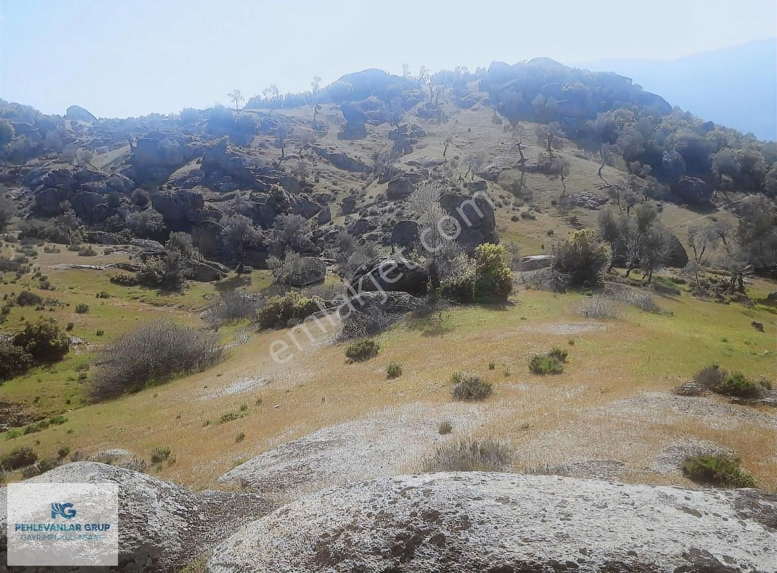 Milas Sınırı Karpuzlu'da Fırsat Fiyata Satılık Büyük Zeytinlik - Görsel 11