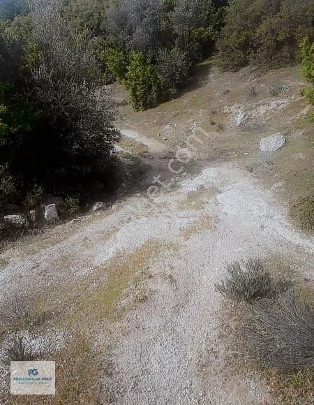 Milas Sınırı Karpuzlu'da Fırsat Fiyata Satılık Büyük Zeytinlik - Görsel 12