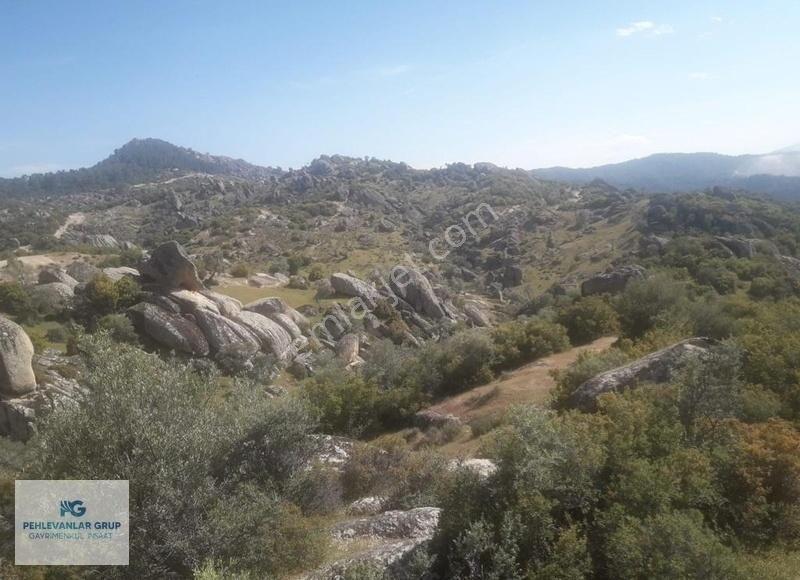 Milas Sınırı Karpuzlu'da Fırsat Fiyata Satılık Büyük Zeytinlik - Görsel 5