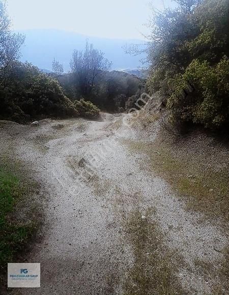 Milas Sınırı Karpuzlu'da Fırsat Fiyata Satılık Büyük Zeytinlik - Görsel 8