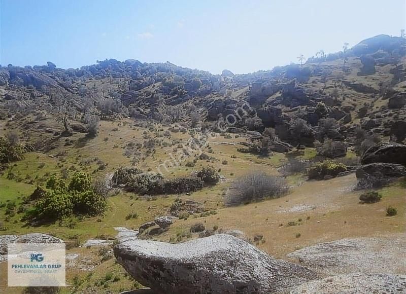 Milas Sınırı Karpuzlu'da Fırsat Fiyata Satılık Büyük Zeytinlik - Görsel 2