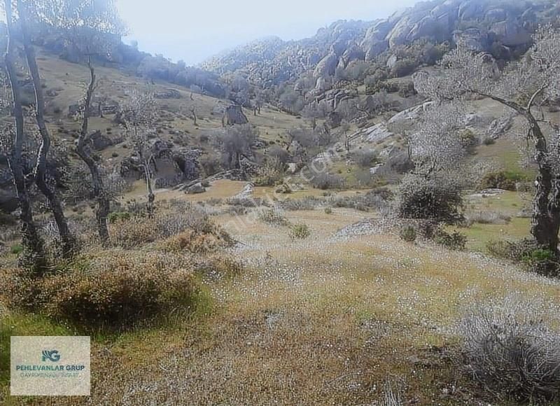 Milas Sınırı Karpuzlu'da Fırsat Fiyata Satılık Büyük Zeytinlik - Görsel 14