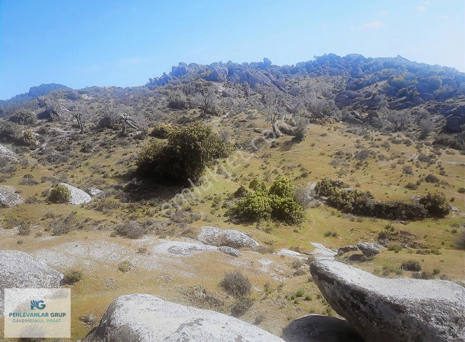 Milas Sınırı Karpuzlu'da Fırsat Fiyata Satılık Büyük Zeytinlik - Görsel 7