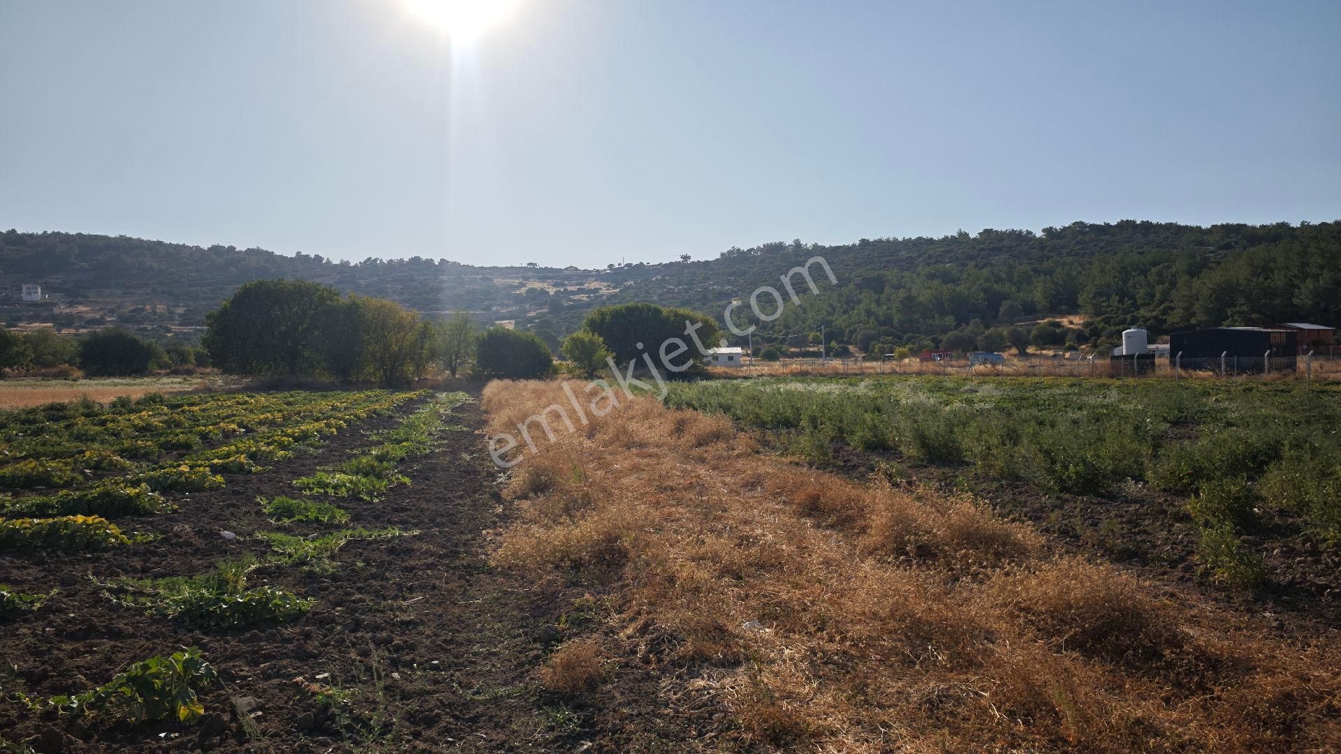 Urla Kadıovacık Mh Satılık Tek Tapu Tarla - Görsel 16