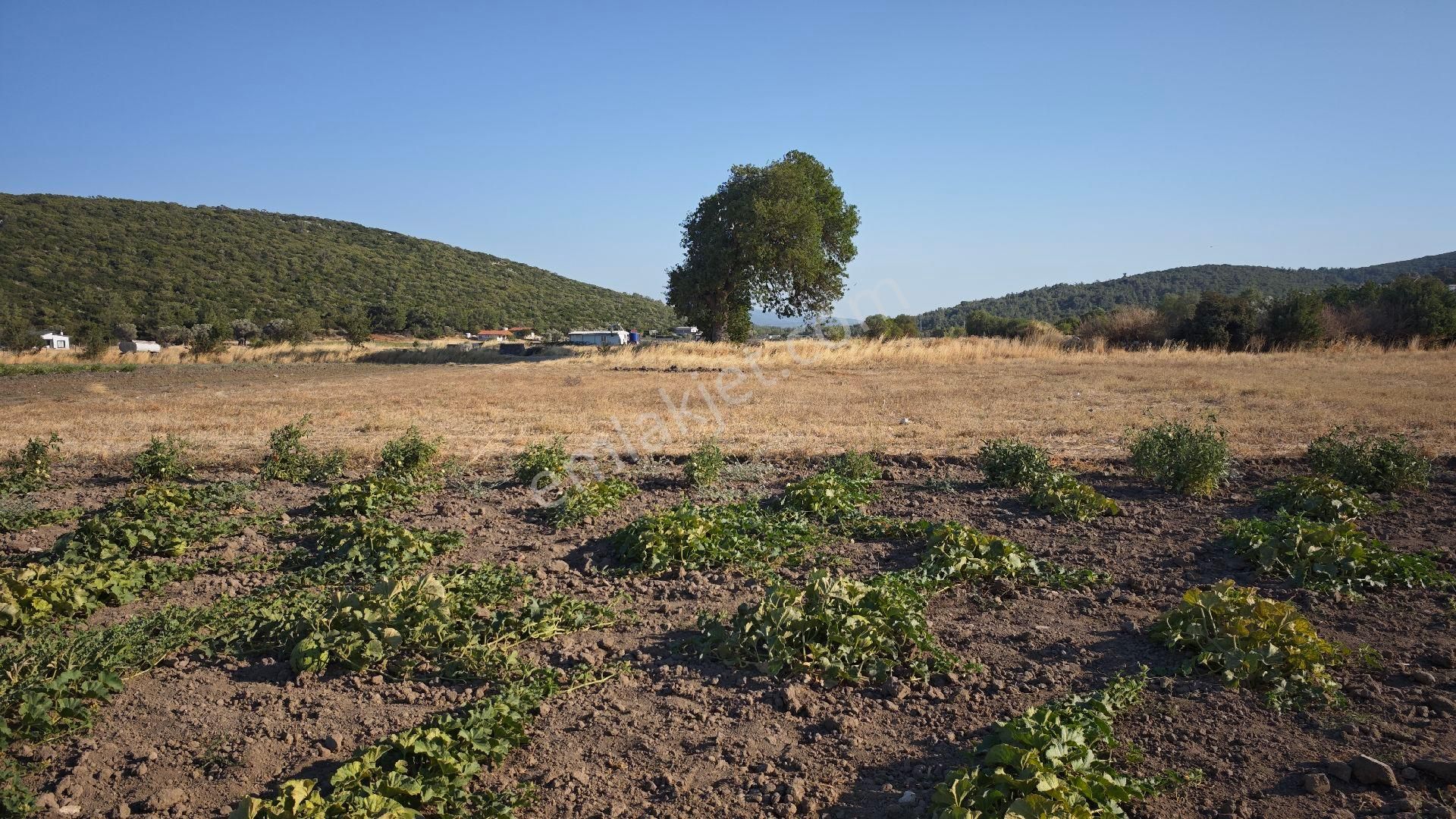 Urla Kadıovacık Mh Satılık Tek Tapu Tarla - Görsel 20