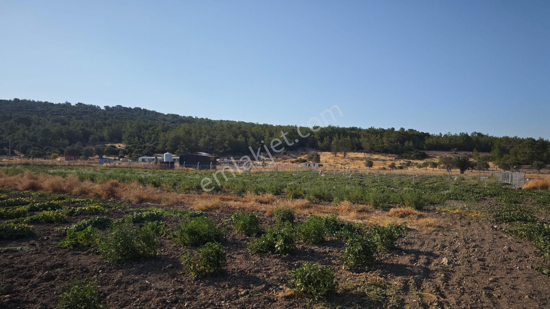 Urla Kadıovacık Mh Satılık Tek Tapu Tarla - Görsel 4