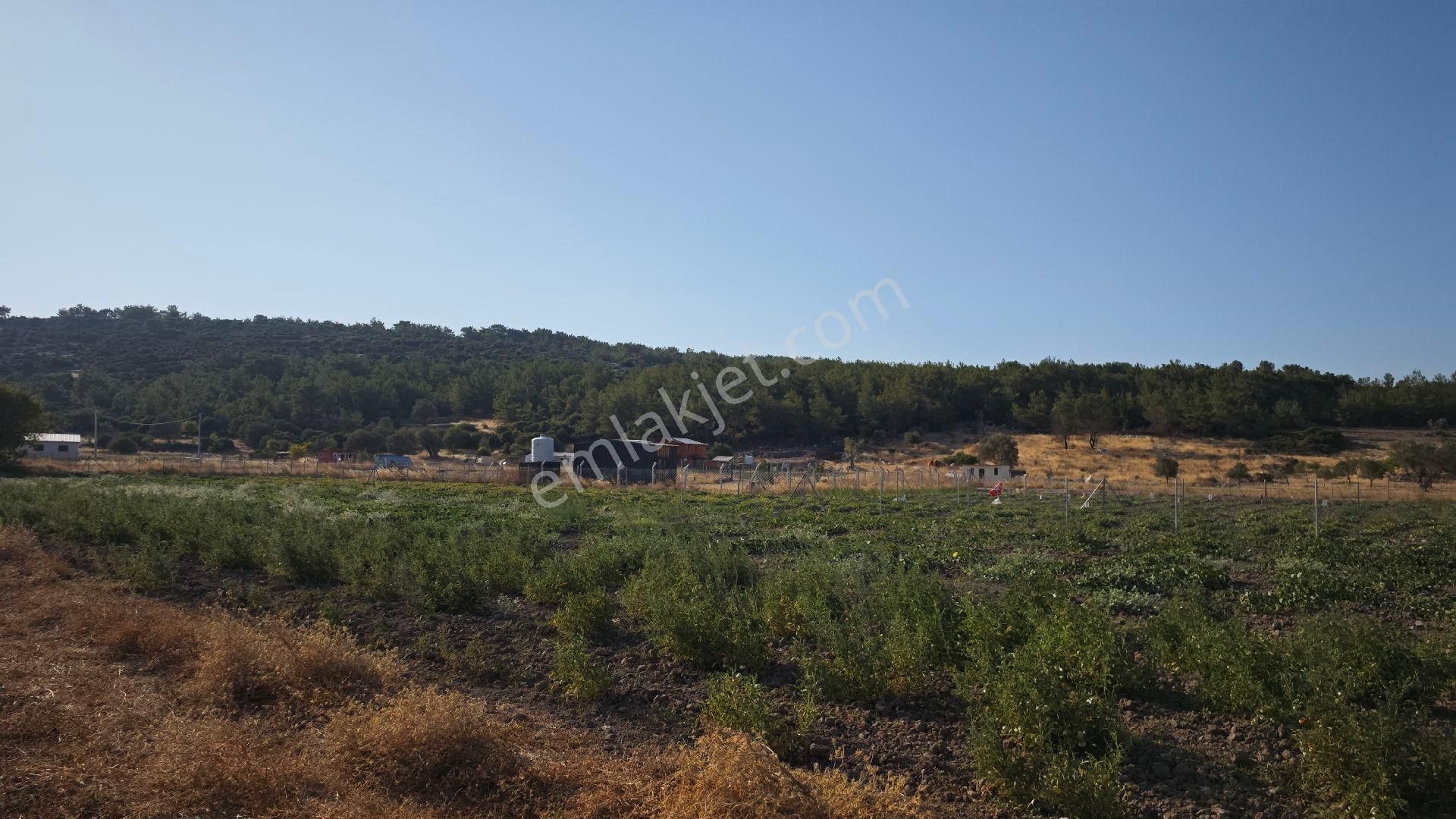 Urla Kadıovacık Mh Satılık Tek Tapu Tarla - Görsel 17