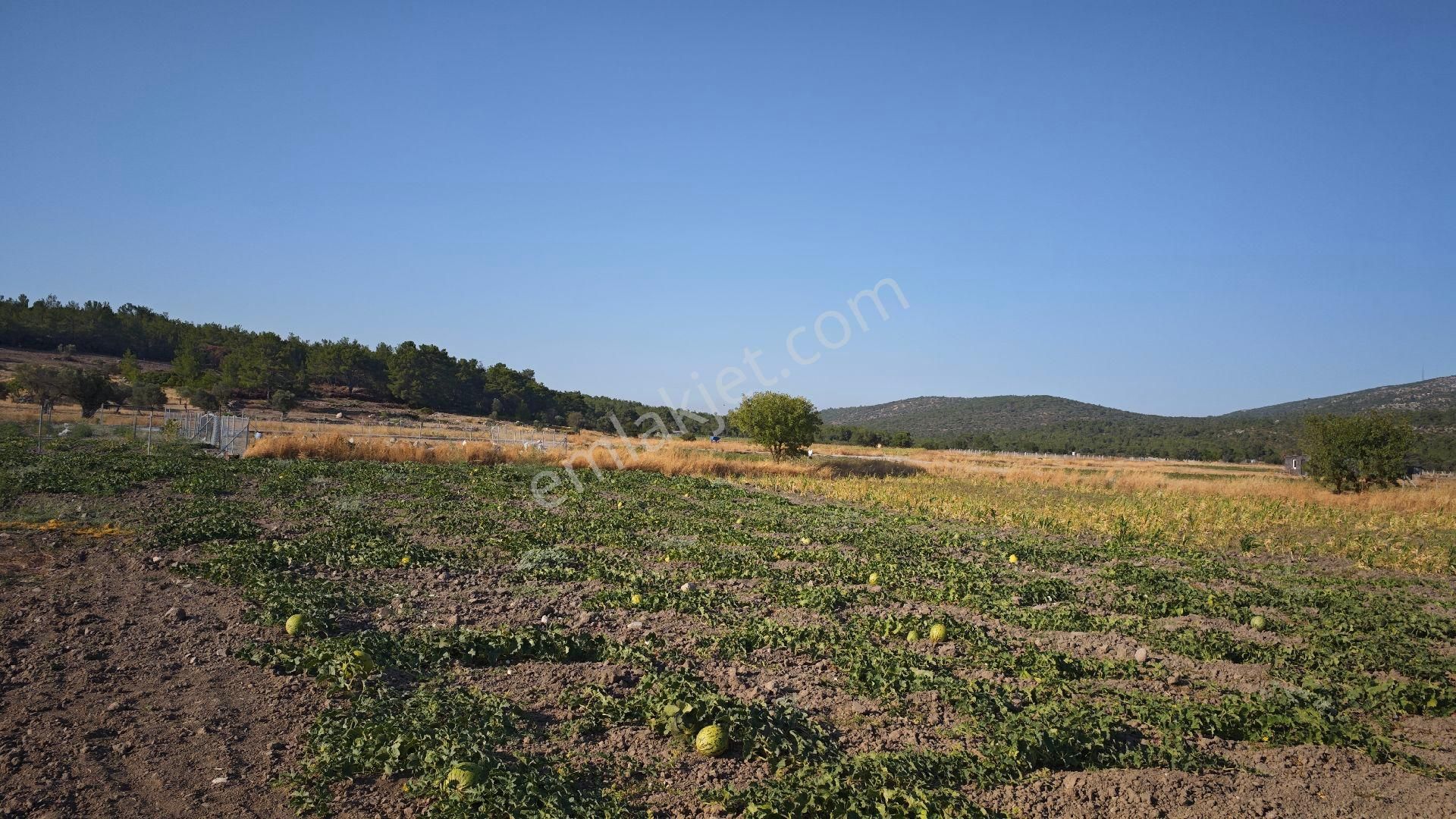 Urla Kadıovacık Mh Satılık Tek Tapu Tarla - Görsel 6
