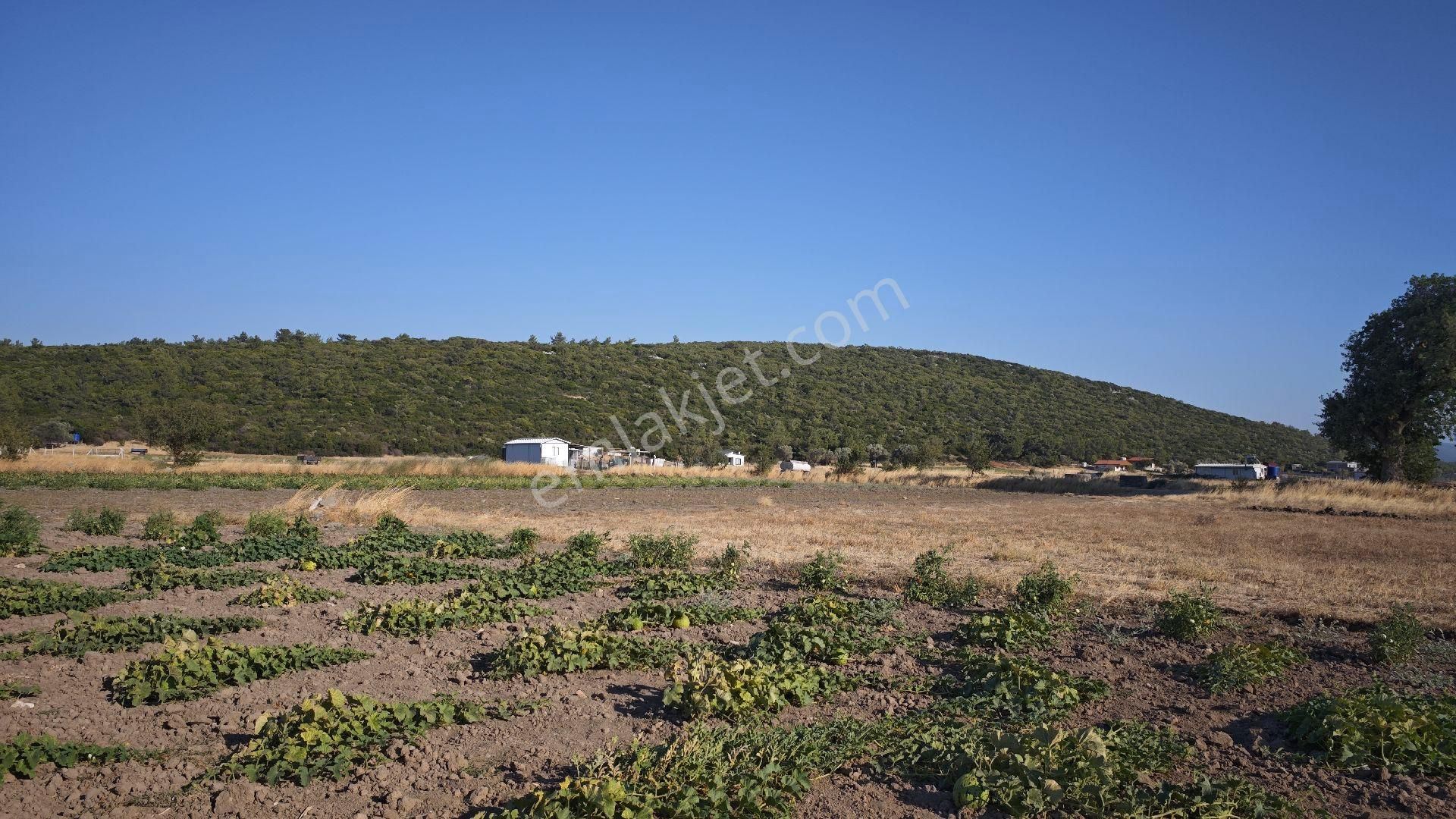Urla Kadıovacık Mh Satılık Tek Tapu Tarla - Görsel 19