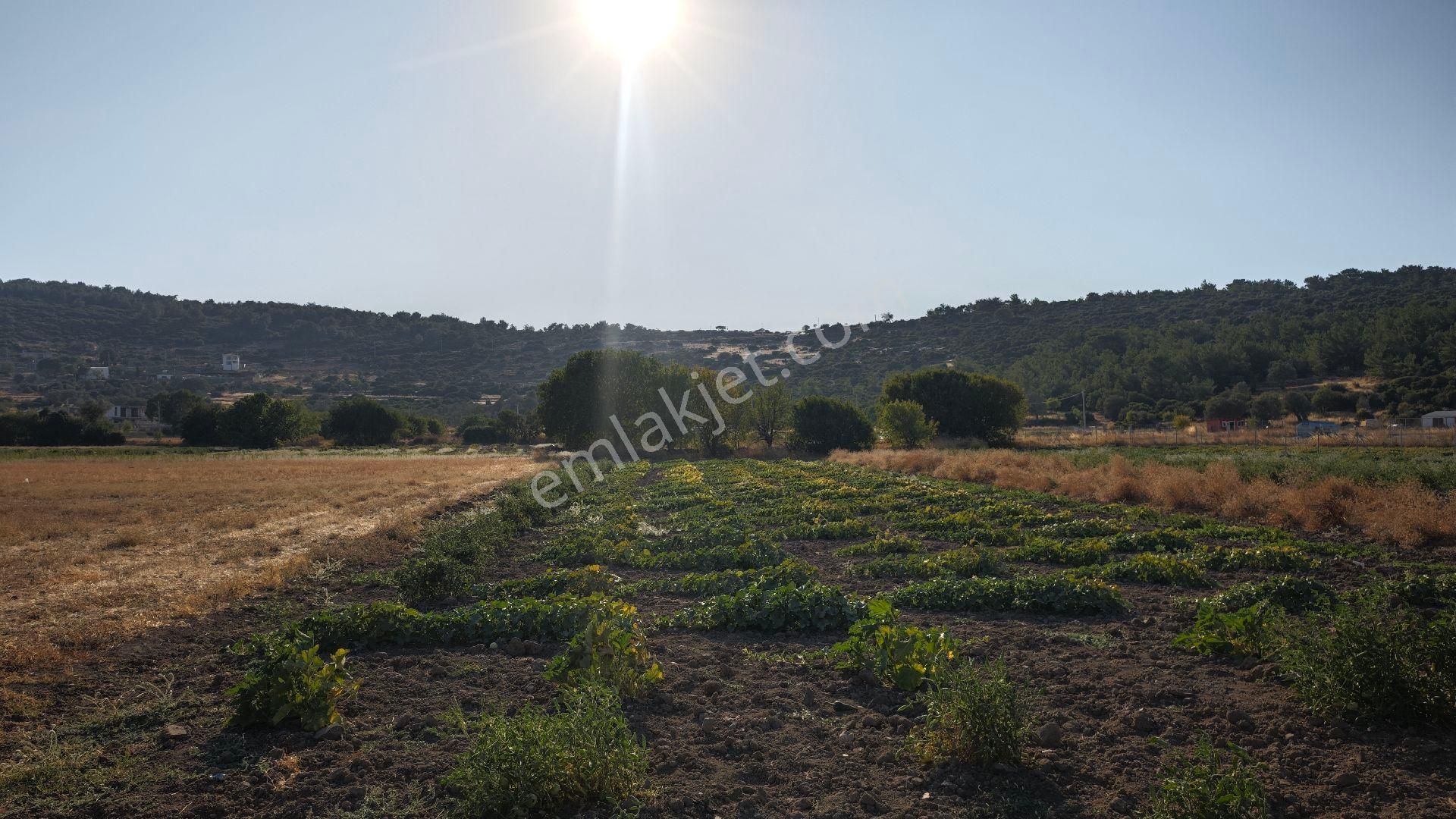 Urla Kadıovacık Mh Satılık Tek Tapu Tarla - Görsel 7