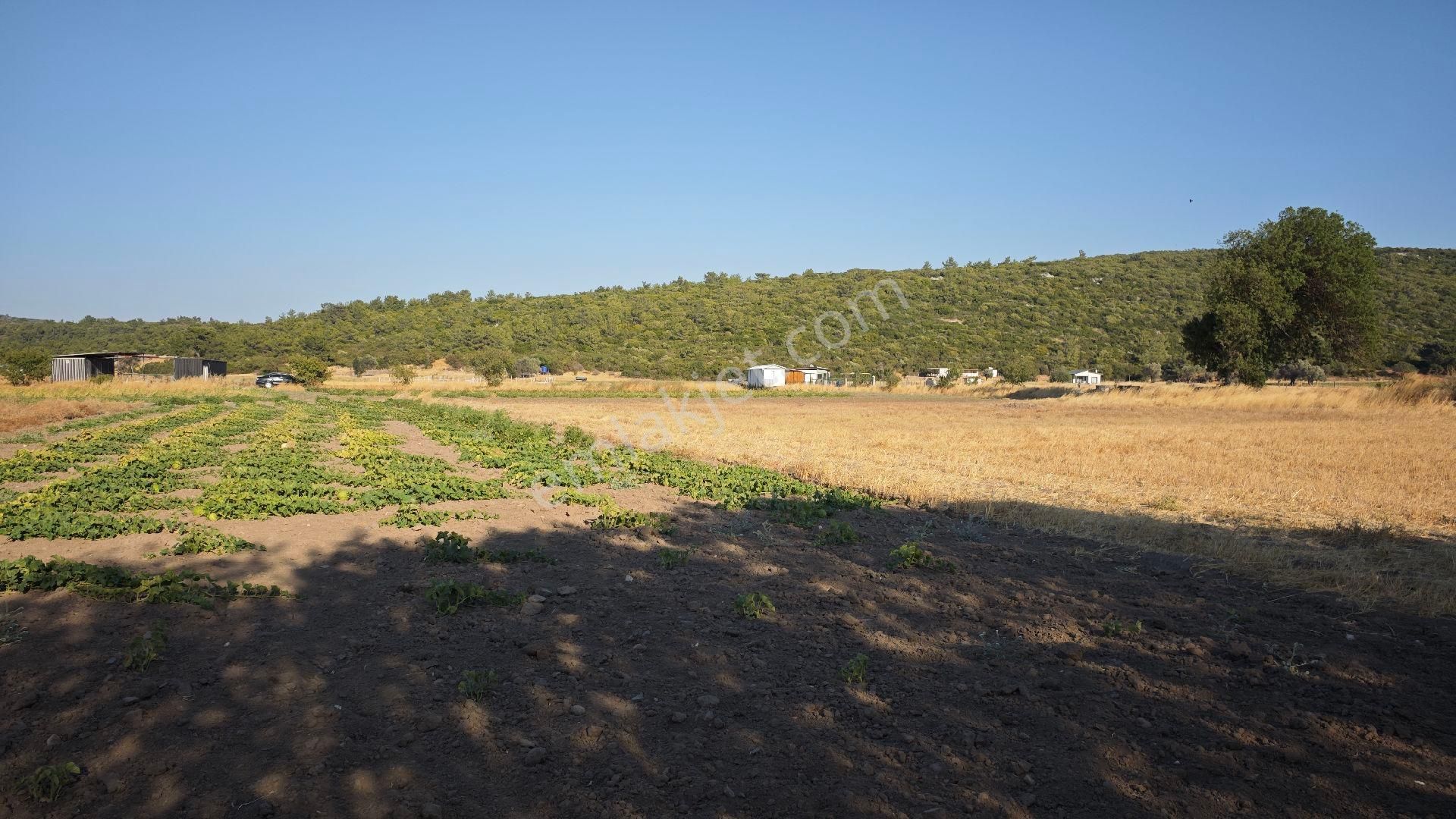 Urla Kadıovacık Mh Satılık Tek Tapu Tarla - Görsel 25