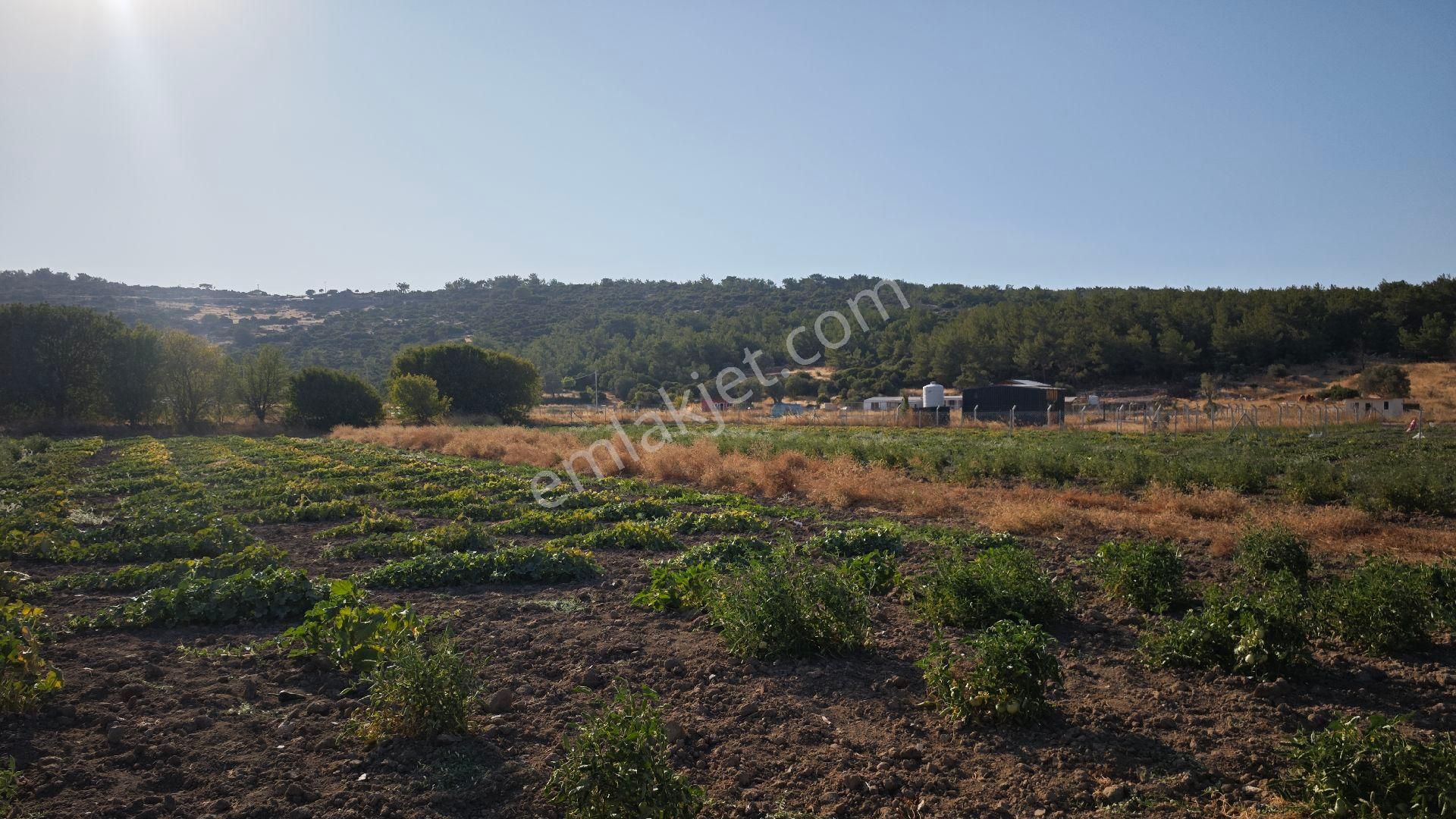Urla Kadıovacık Mh Satılık Tek Tapu Tarla - Görsel 10