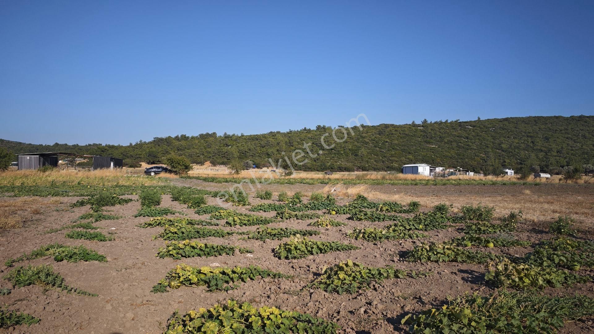 Urla Kadıovacık Mh Satılık Tek Tapu Tarla - Görsel 18