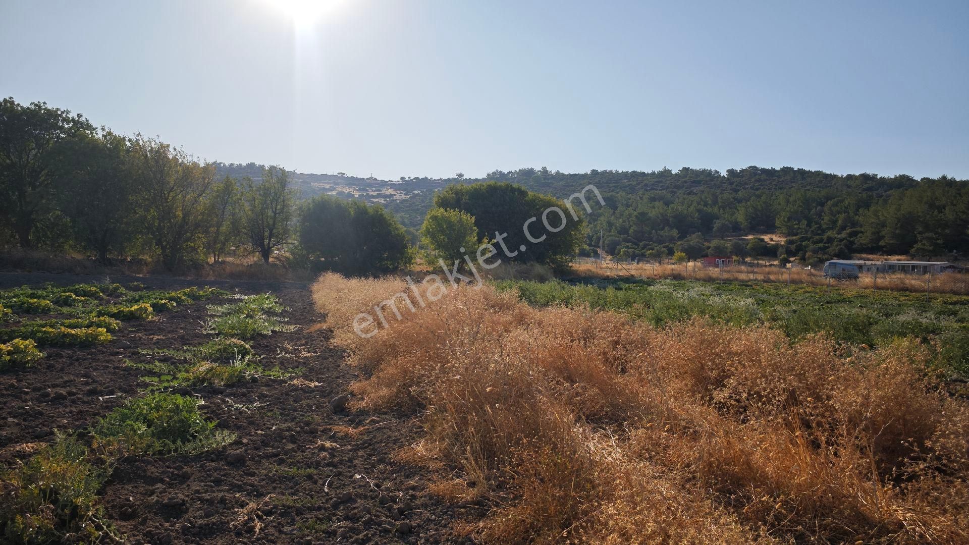Urla Kadıovacık Mh Satılık Tek Tapu Tarla - Görsel 22