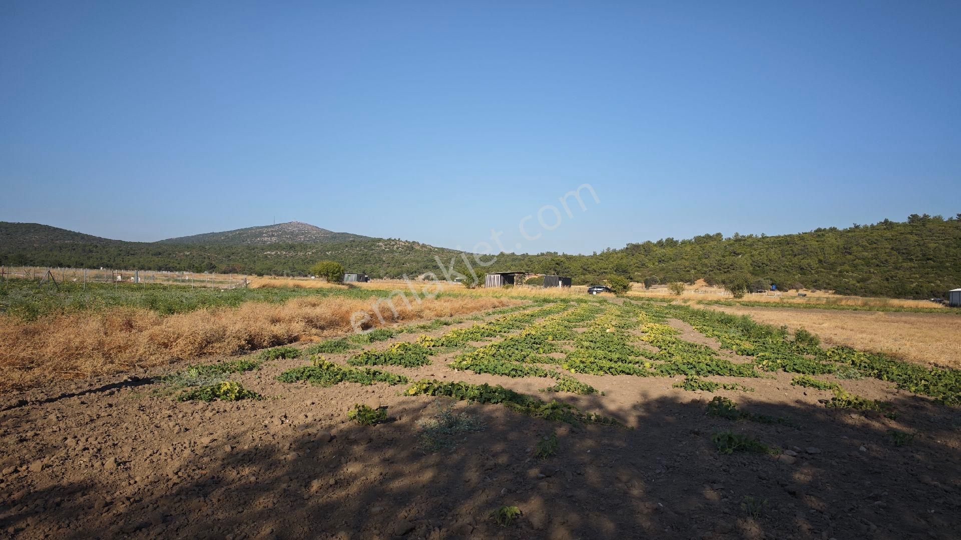 Urla Kadıovacık Mh Satılık Tek Tapu Tarla - Görsel 26